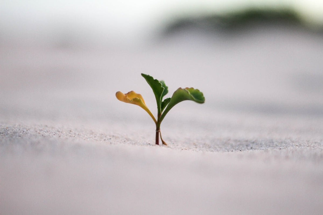 The Power of Grit: Real-Life Stories of Resilience and Personal Growth - Essentia Collective Shop