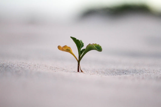 The Power of Grit: Real-Life Stories of Resilience and Personal Growth - Essentia Collective Shop